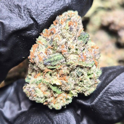 Red Velvet Runtz THCA Flower – Indoor Exotic Hybrid | CaliGreenGold - CaliGreenGold