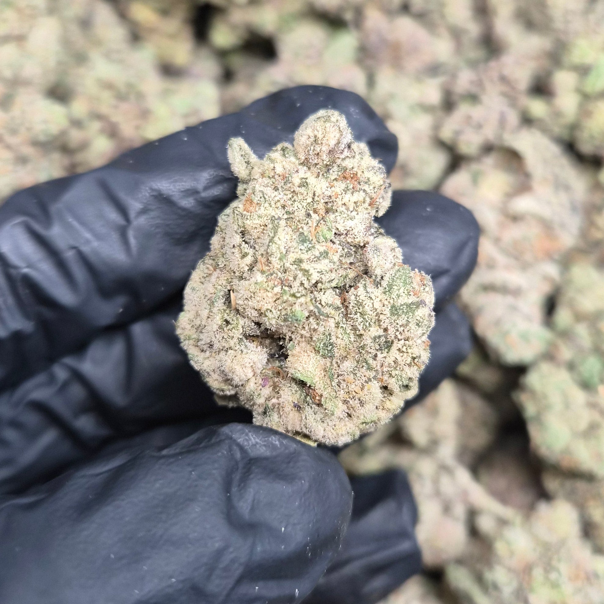 Pheno Hunt THCA Flower – Indoor Top Shelf Hybrid | CaliGreenGold