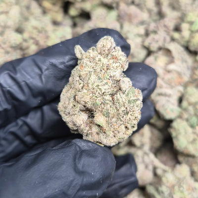 Pheno Hunt THCA Flower – Indoor Top Shelf Hybrid | CaliGreenGold
