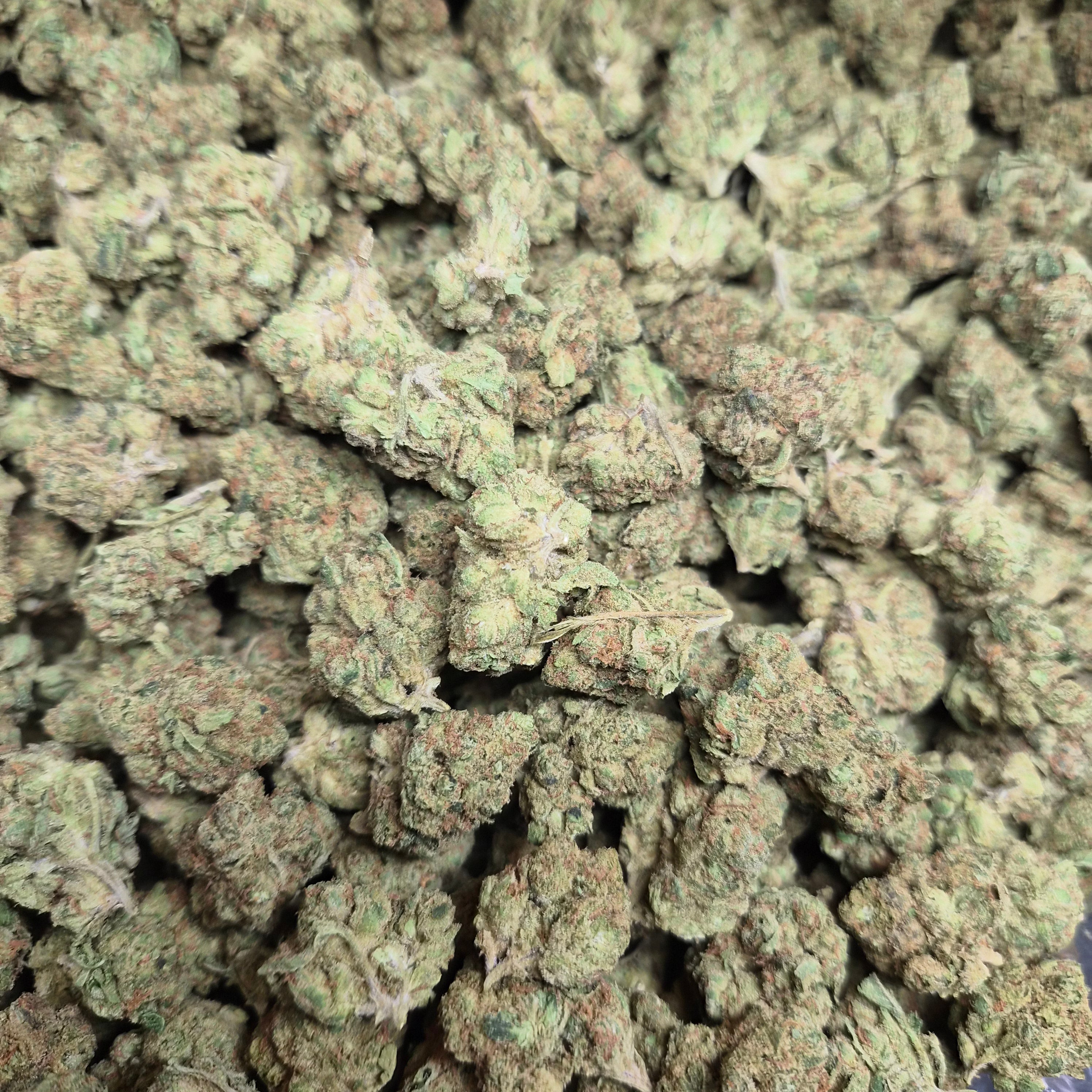 Orange Julius THCA Flower – Indoor Top Shelf Sativa | CaliGreenGold