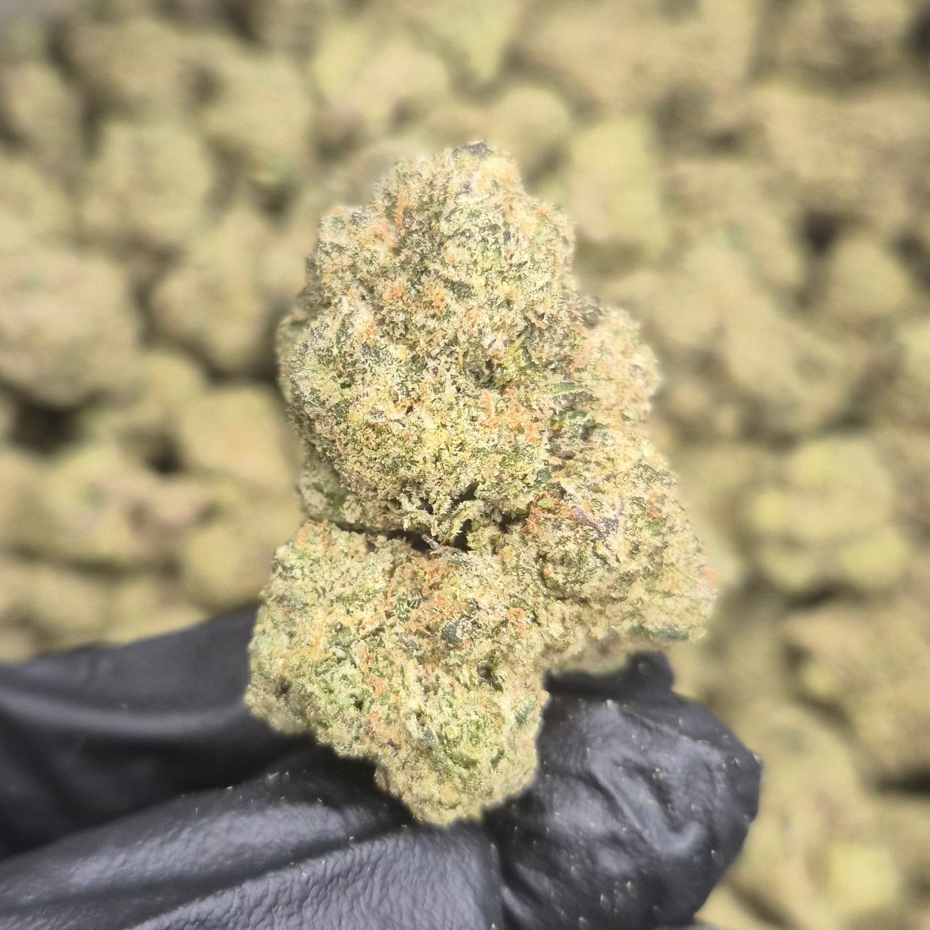 Dire Wolf THCA Flower – Indoor Top Shelf Hybrid | CaliGreenGold
