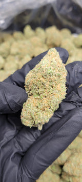 Blue Dream High THCA Flower Sativa