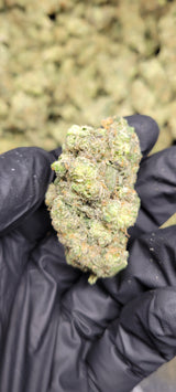 Toranja High THCA Flower Sativa