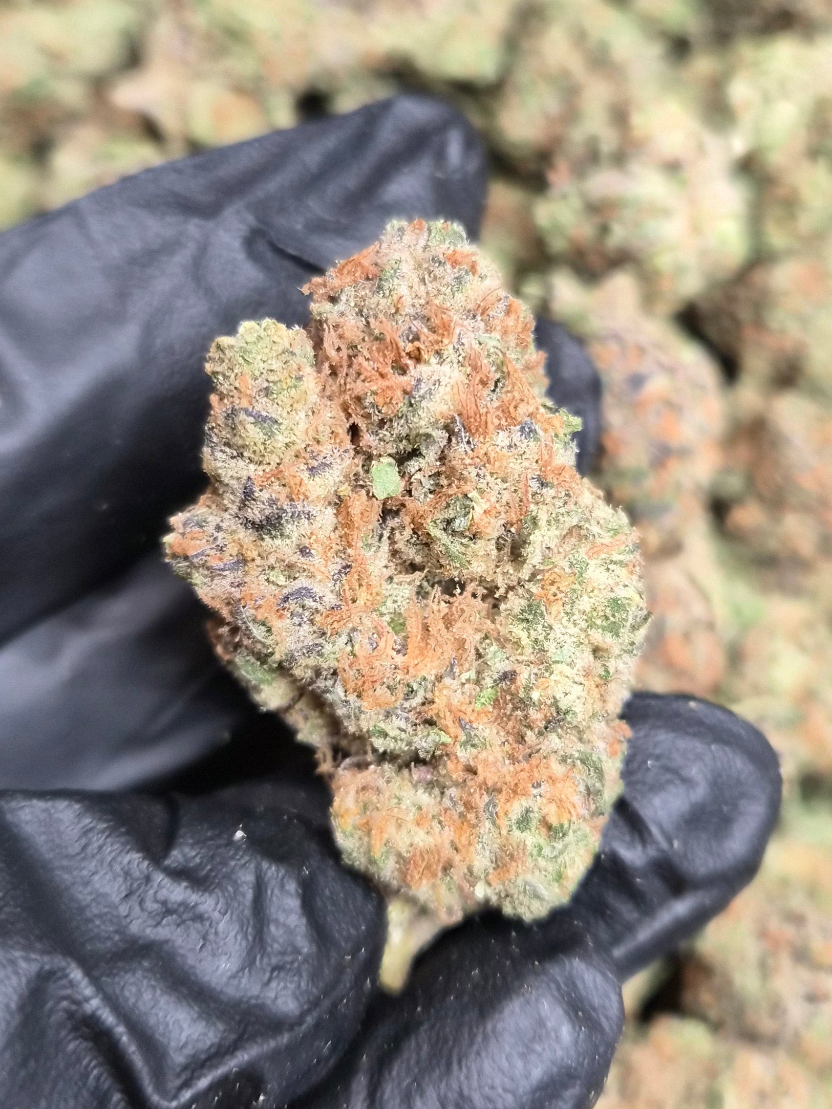 Raspberry Lemonade THCA Flower – Indoor Top Shelf Sativa | CaliGreenGold
