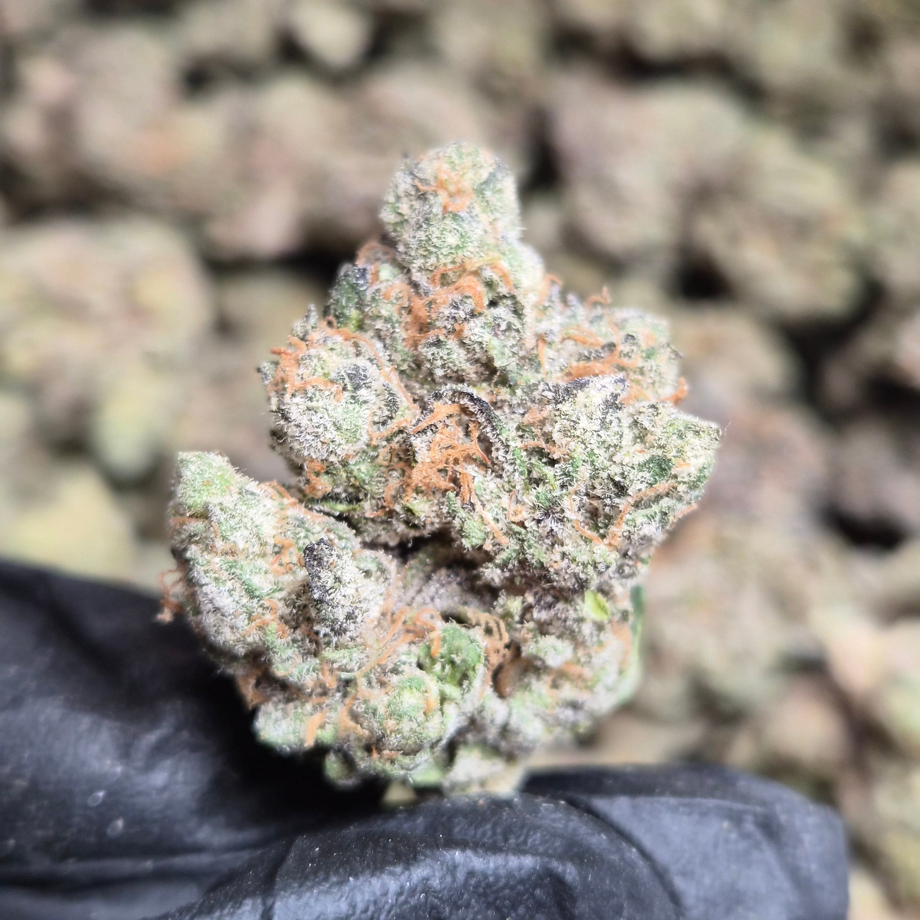 Blue Razz Kush THCA Flower – Indoor Exotic Hybrid | CaliGreenGold
