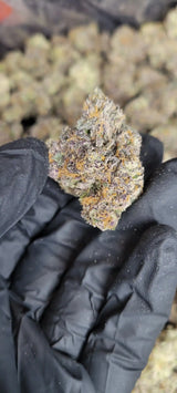 Candie Funk Exotic Indoor THCA Flower Hybrid