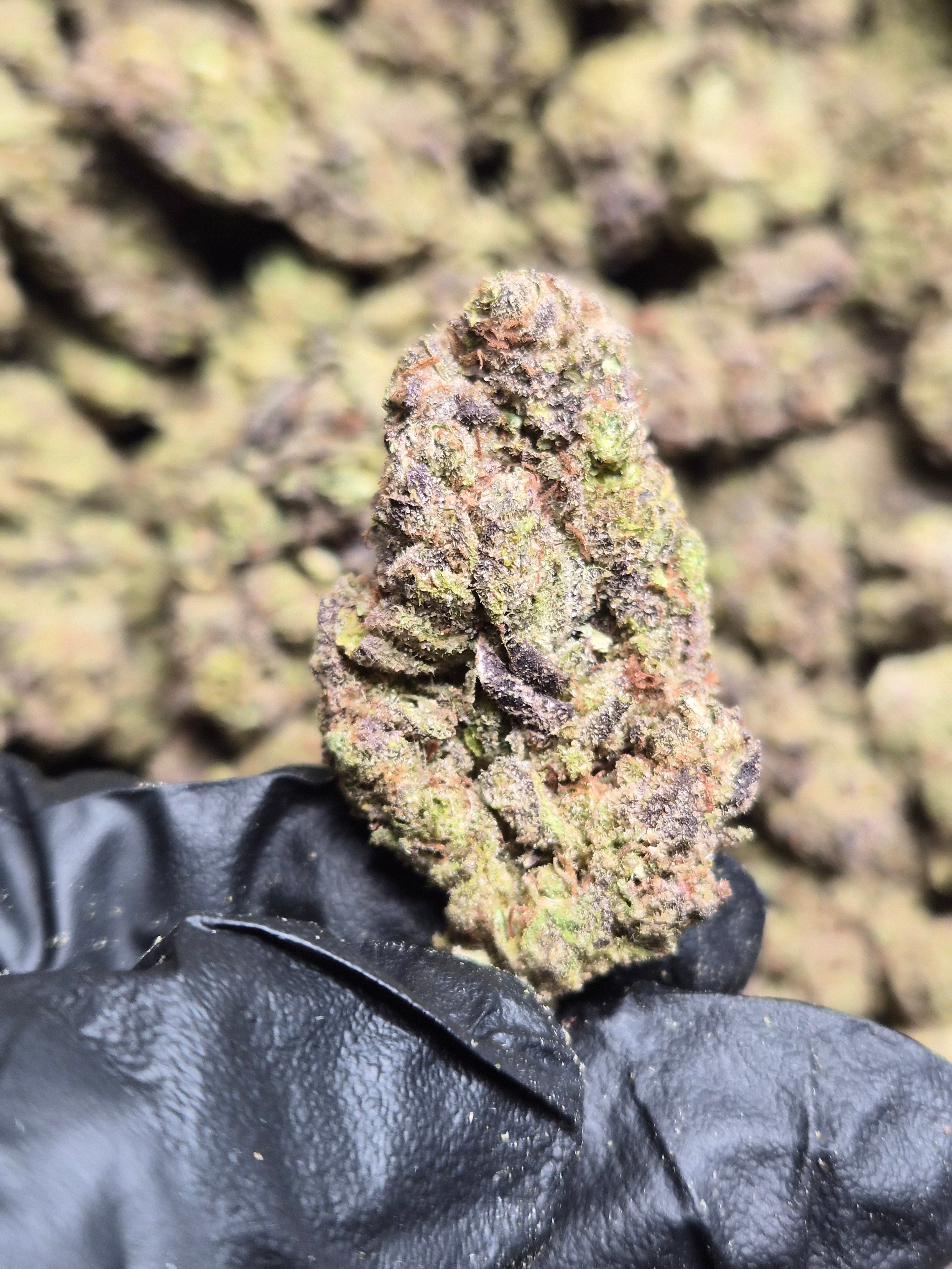 Hash Burger THCA Flower – Indoor Top Shelf Hybrid | CaliGreenGold