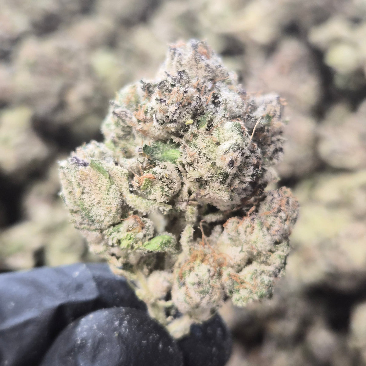 LA Pop Rocks THCA Flower – Indica · Indoor Exotic | CaliGreenGold