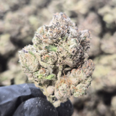 LA Pop Rocks THCA Flower – Indica · Indoor Exotic | CaliGreenGold