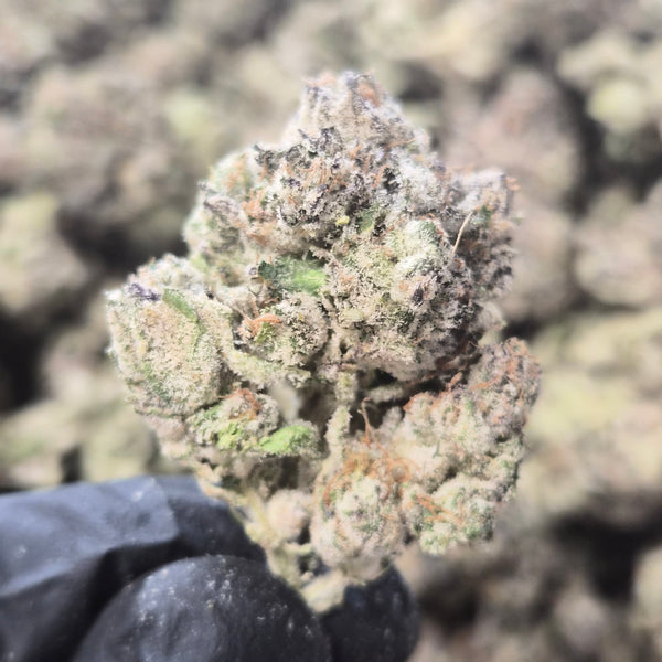 LA Pop Rocks THCA Flower – Indica · Indoor Exotic | CaliGreenGold