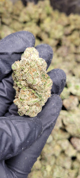 Candyland Exotic Indoor THCA Flower Sativa