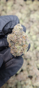 Bubblegum Runtz Exotic Indoor THCA Flower Hybrid