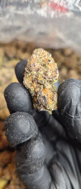 Grape Jolly Rancher High THCA Flower Hybrid