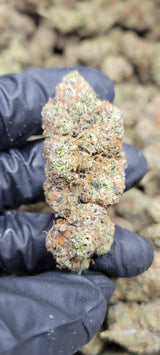 Lemon Cherry Gelato Exotic Indoor Flower Hybrid