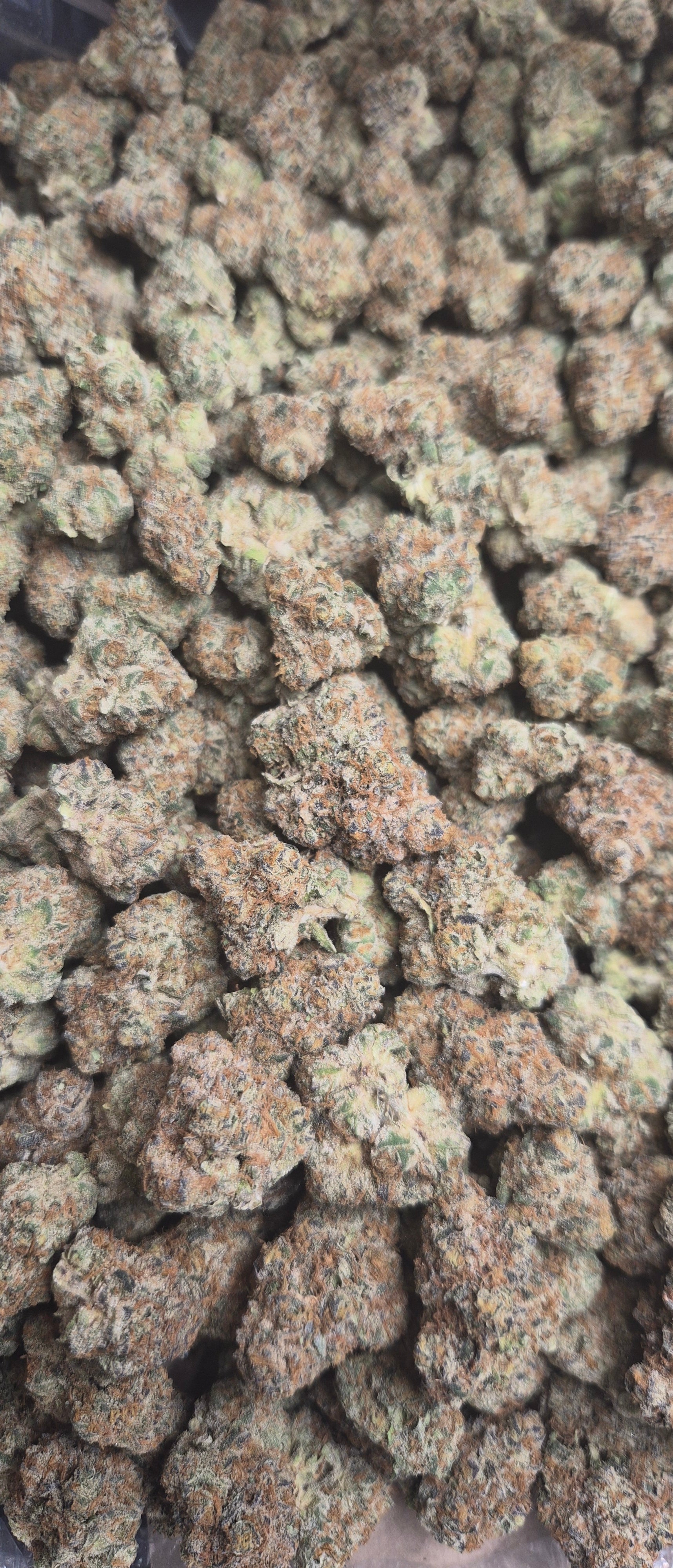 Gas Leak Exotic Indoor THCA Flower Indica, INDICA, CaliGreenGold