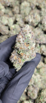 Garlic Cocktail High THCA Flower Indica