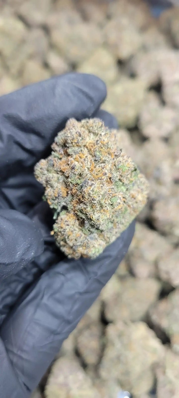 Runtz Exotic Indoor THCA Flower Hybrid - CaliGreenGold