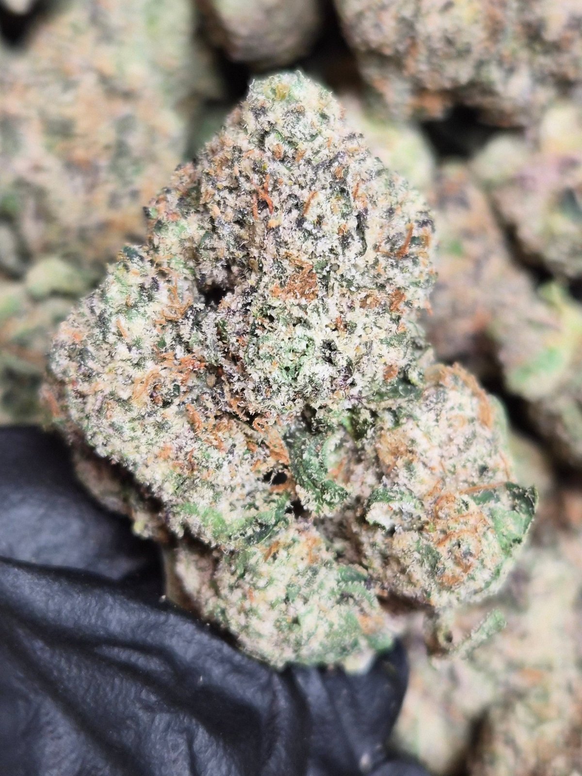 Sapphire THCA Flower – Indoor Exotic Hybrid | CaliGreenGold - CaliGreenGold