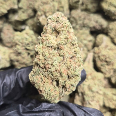 Sour Guava THCA Flower – Indoor Top Shelf Hybrid | CaliGreenGold - CaliGreenGold