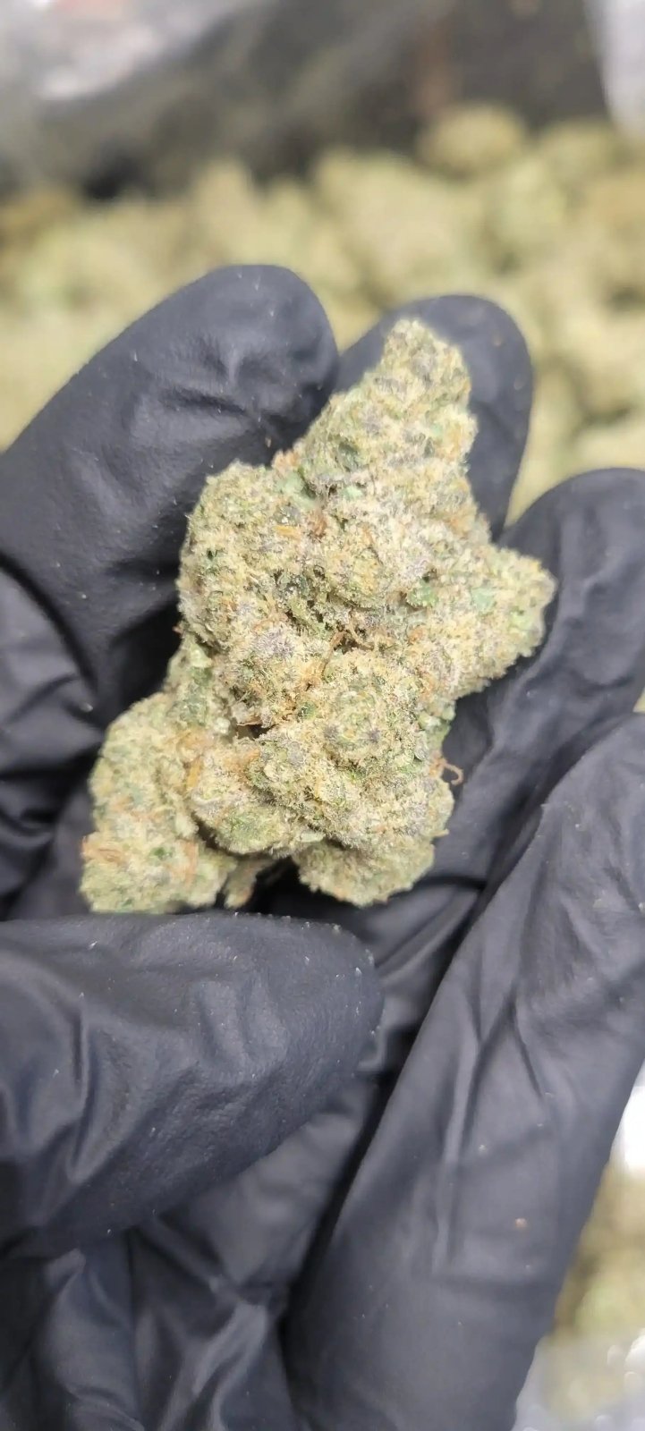 Sunset Sherbert High THCA Flower Indica - CaliGreenGold