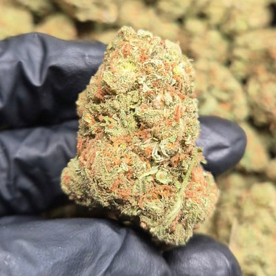 Super Jack THCA Flower – Indoor Exotic Sativa | CaliGreenGold - CaliGreenGold