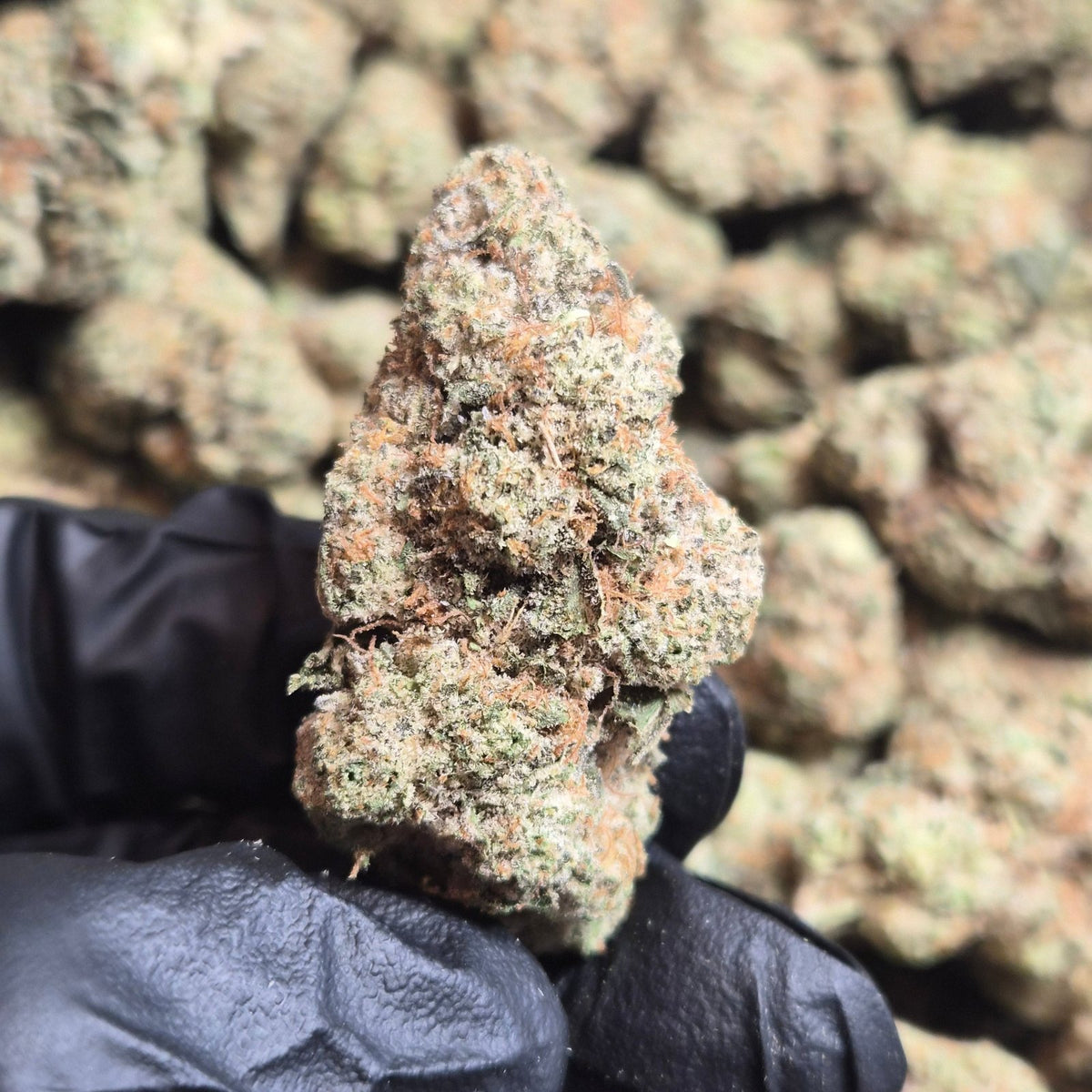 ZOAP THCA Flower – Indoor Exotic Hybrid | CaliGreenGold - CaliGreenGold